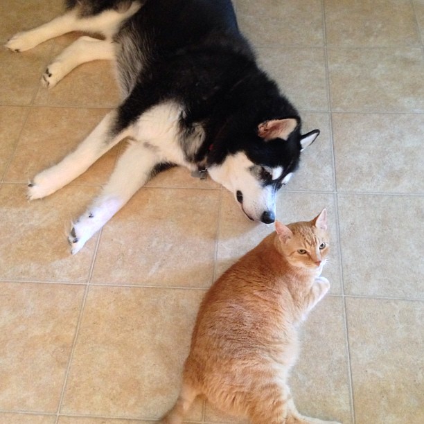 Beating the afternoon heat with a friend