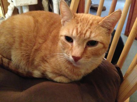 MEOW! I resolve to ramp up my crusade to help all animals have happy and healthy lives.