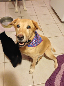 DeDe is sporting her holiday bandanna!