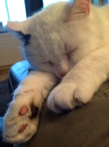 Archie! Don't he look just like Malachi?