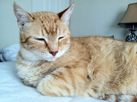 Time for a little good news in the animal welfare arena! 