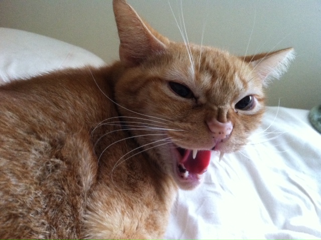 For shame! For shame!