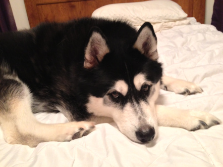 I'm gonna look pitiful and beg for cookies!