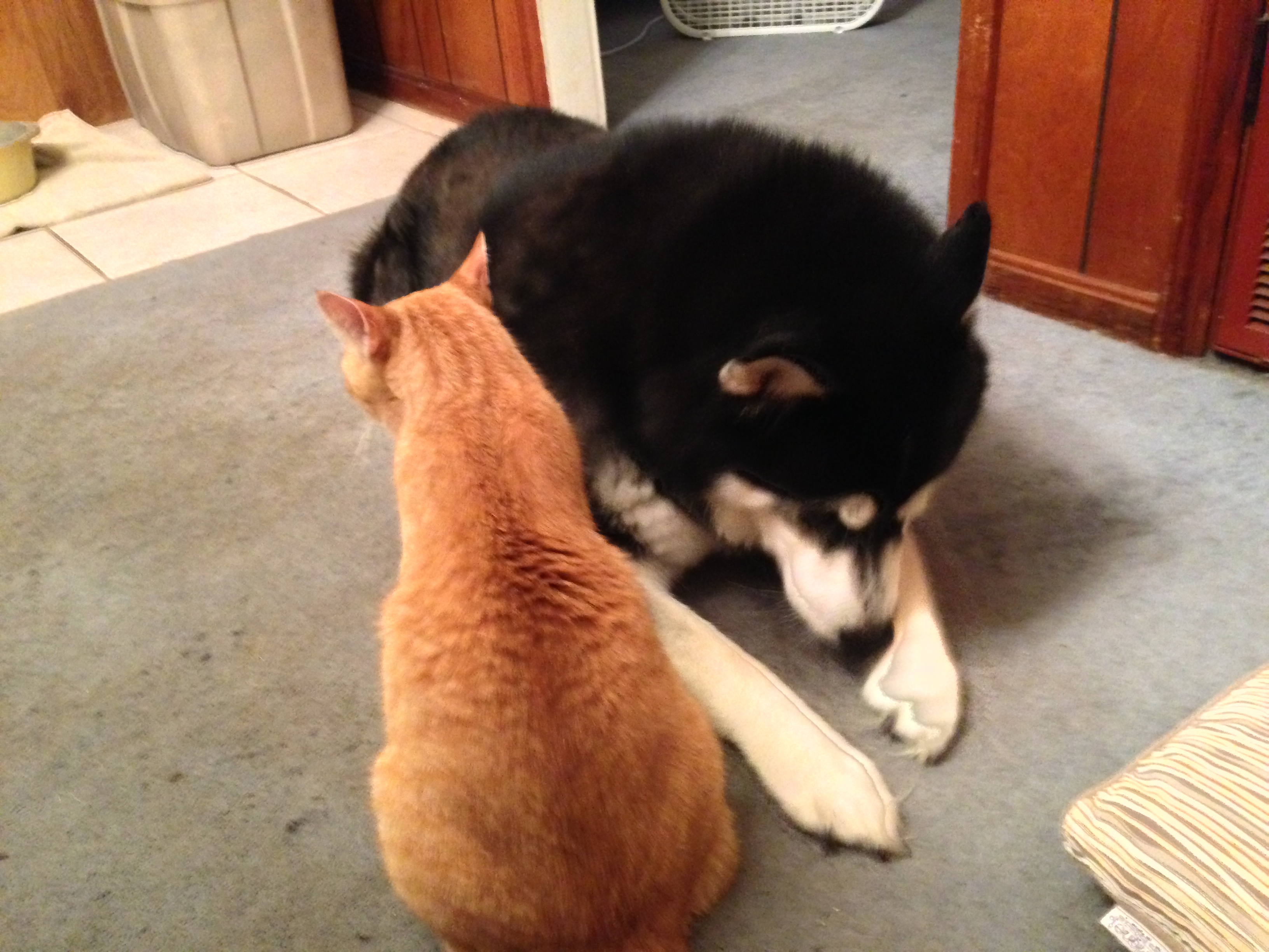 Hey Rumpy, what ya doin?