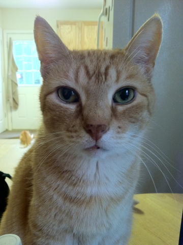 MEOW! I'm gonna talk and you're gonna listen!