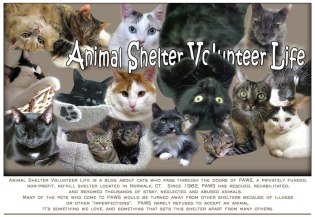 animal shelter volunteer