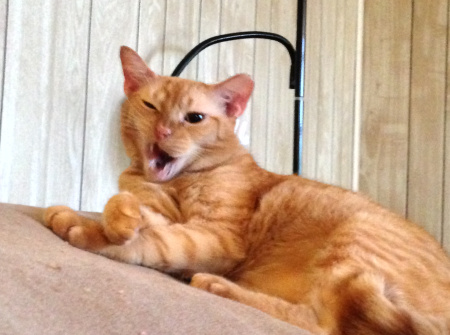 Hissy Fit Jones wants to just relax and groom himself.