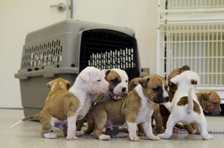 puppies seized