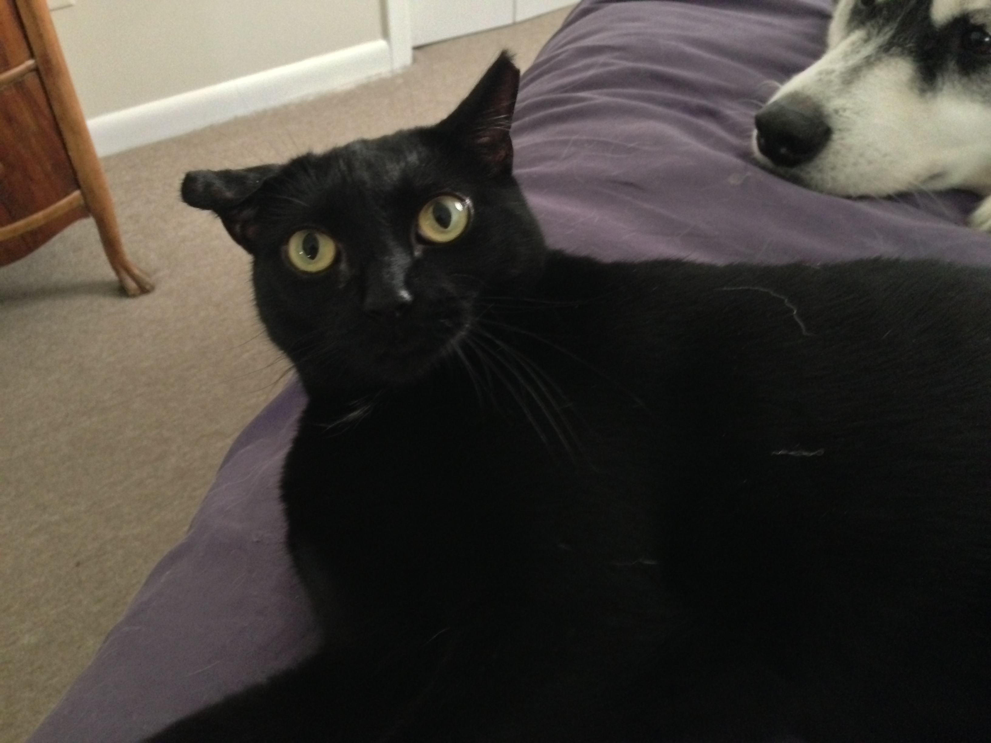 Sure, I'll post pictures of Little Girl to get your attention. 