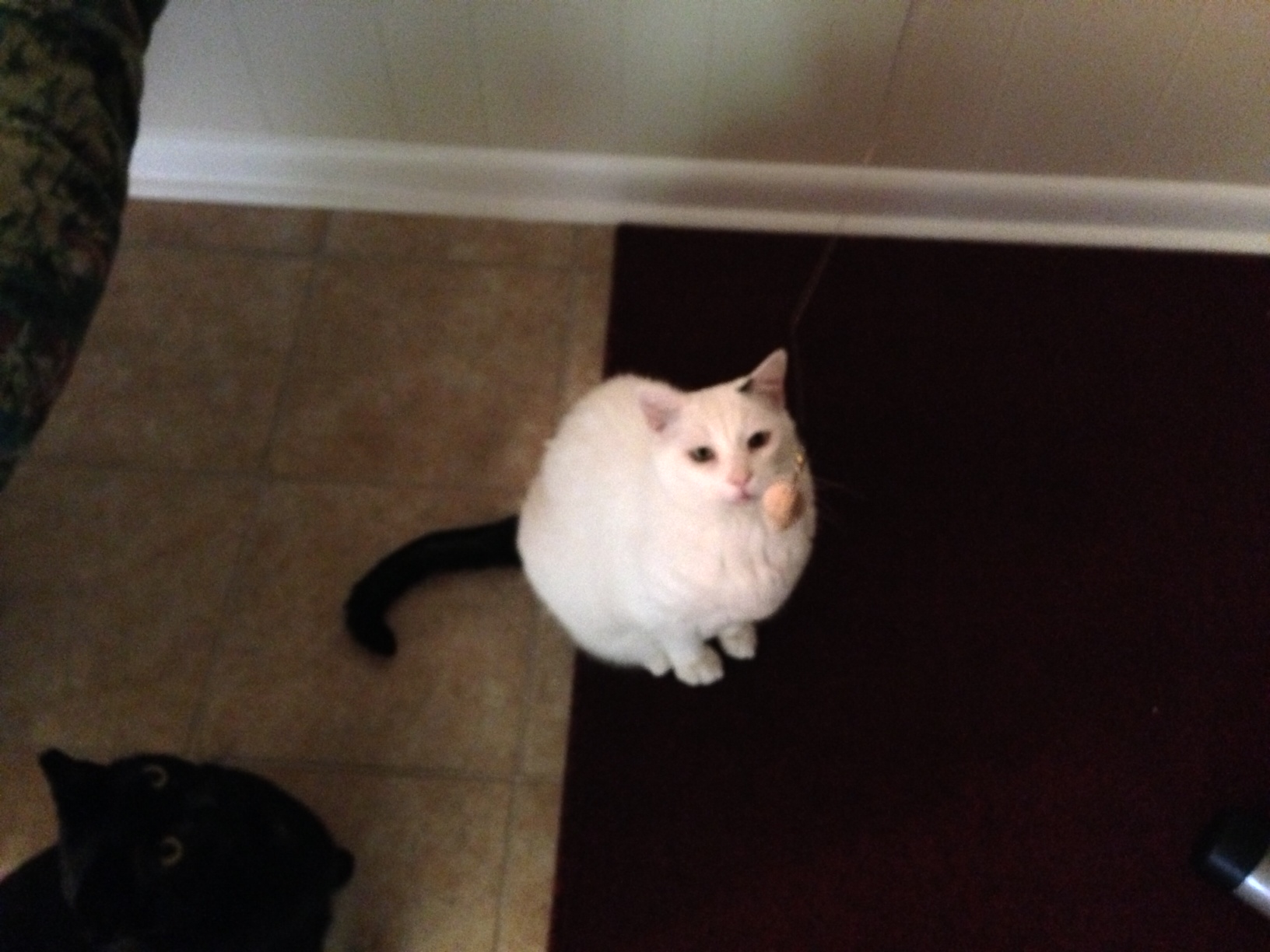 Malachi is enjoying some play time.