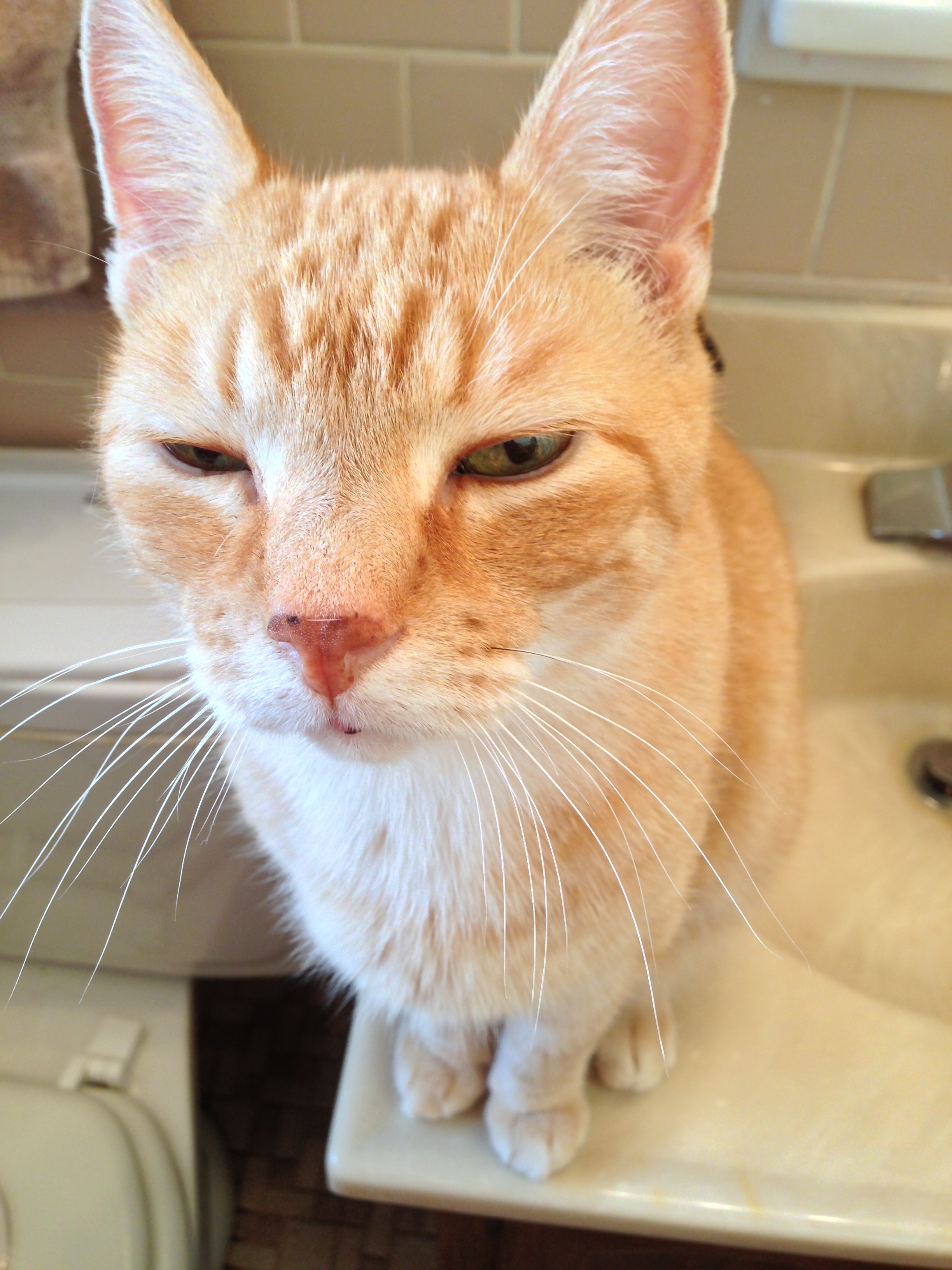 I despair of what our Mother Earth will become if your species remains at the top of the food chain.....