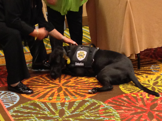 petting a dog is great therapy!