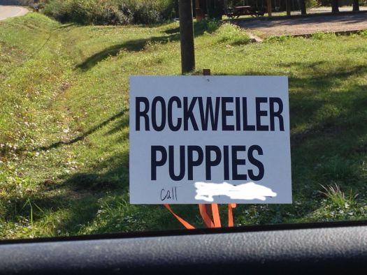 Maybe it's a cross between a rottweiler and a pebble? Do you want to buy a dog from someone that can't even get the breed right?