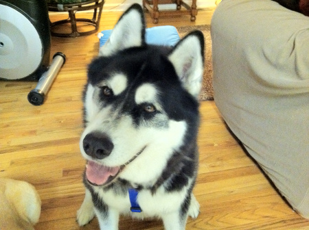 At least I have a photogenic dog!