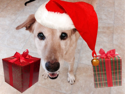 even though I do occasionally snack from the litter box 058