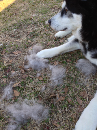 Jen brushed me outside this weekend- I'm blowing my coat!