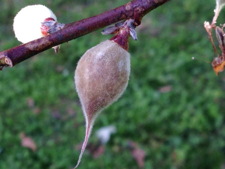 It's not even as big around as Jen's finger yet 20140321-052516.jpg