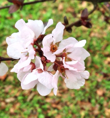 I love spring surprises!