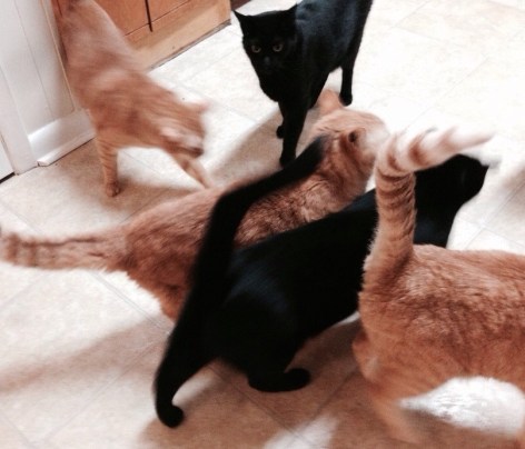 This is what dealing with my caseload feels like. 