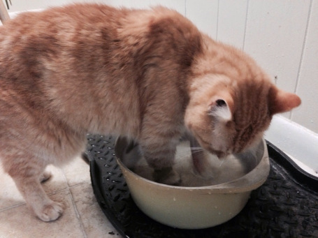 He likes to kick the water around and out of the bowl.