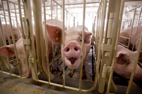 Imagine living your entire life like this just so some human can eat bacon. (Photograph by Stephen Mally/The New York Times via Redux)