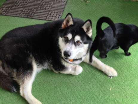 Yep, I confess: I am an avid sniffer of cat butts.