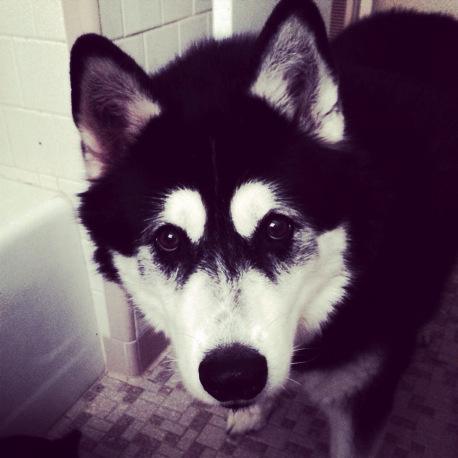 dogs also follow humans into the bathroom, especially when they want to go outside.