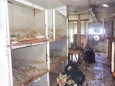 A foreign puppy mill. UGH!  Photo from Mad Mike's America blog