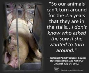 Remember, this is the mindset of the pork industry. To them, animals are a thing to make money off of. Period. 