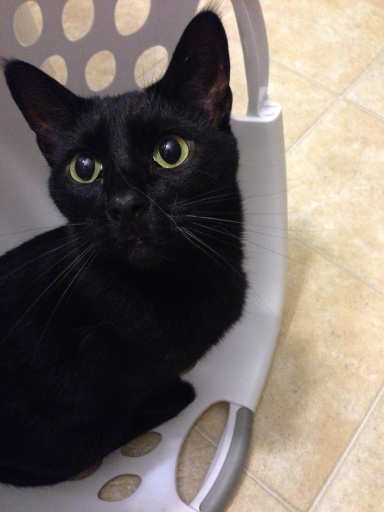 Graybie Baby is a basket case! 