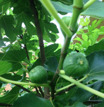 The fig trees are loaded with figs!