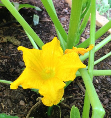 squash blossom!