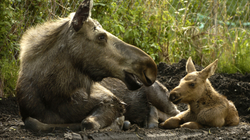 Touching Moose Calves