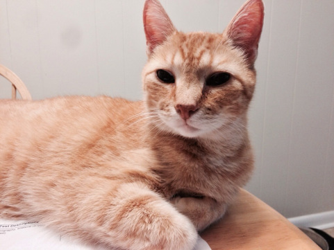 June Buggie has this thing where he loves to be close to me, while blatantly ignoring me. 