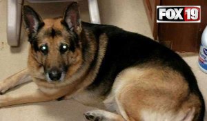 Bela's owner died recently. Her will stipulated her German Shepherd either be placed with Best Friends Animal Society, or euthanized, cremated, and his ashes mixed with hers.