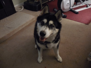 Why are pizza restaurants anti-dog? 