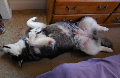 This is what happens after sniffing Jen's shoes.