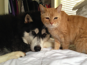 Animals as cute as these die every day because they don't have a home. Let's stop that by joining with Best Friends Animal Society. 