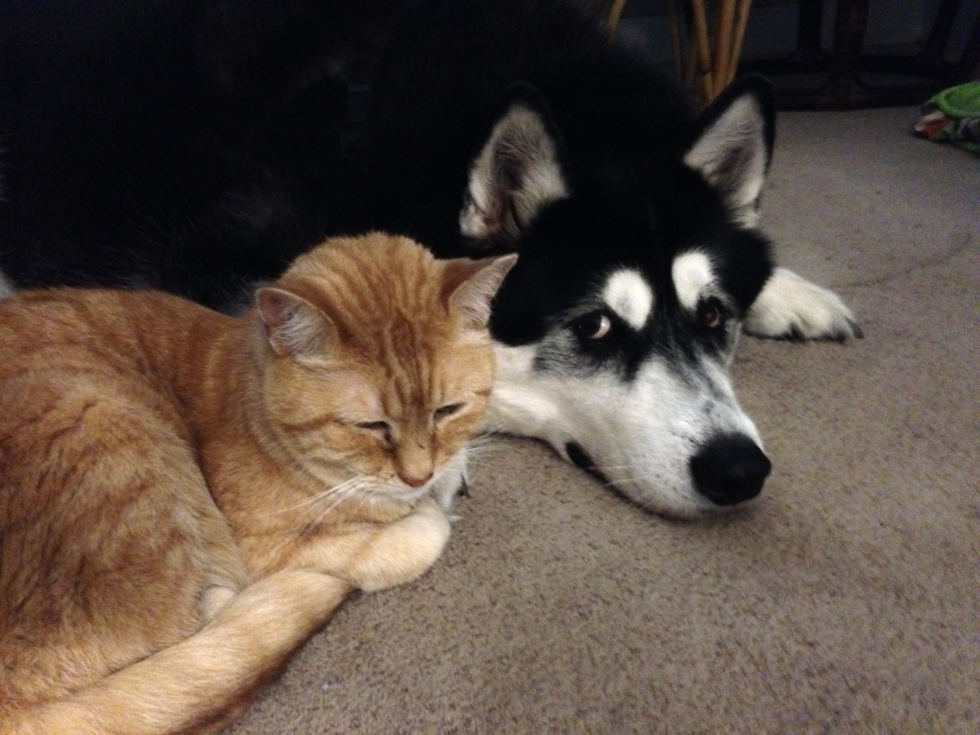 Bubba also clings to Rumpy