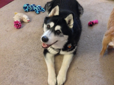 Rumpy's celebrating with some of his favorite toys!