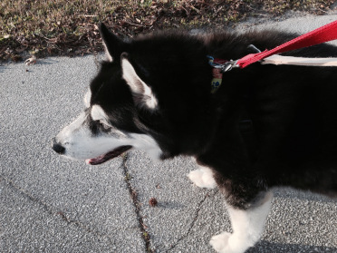 Are you afraid to walk your dog? It's OK to admit it. 