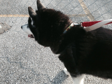 It's Walking Your Dog Day! How are you celebrating? 