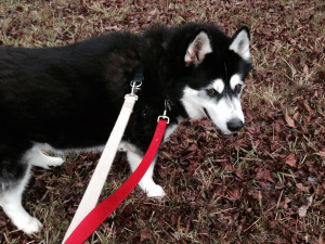 The Dangerous Breed dog out for a morning walk.