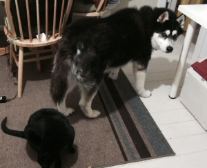 Me, dangerous? Says who?