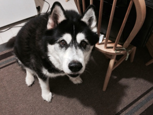 Really? You'd blame me dog for your bad behavior?