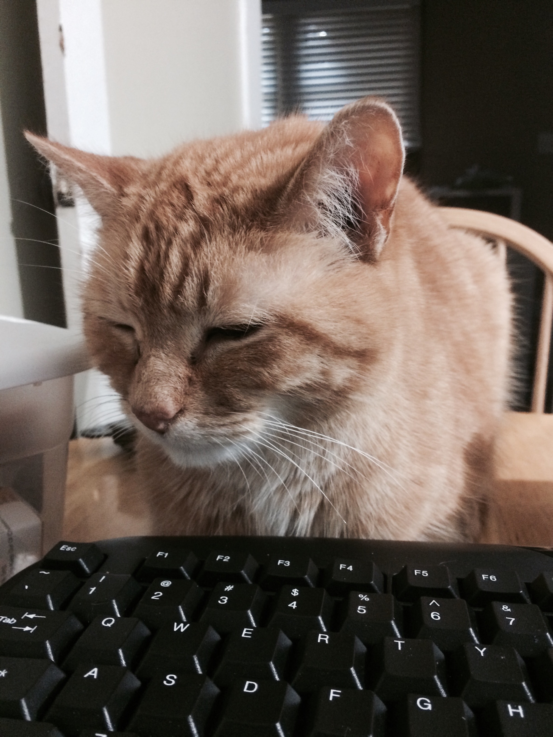 Yesterday Bubba sat nearby while I worked from home. 