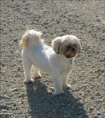 Tilly Tot daytripping (with her human "sister"). Photo credit: Laurie M. Hamilton