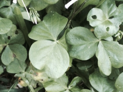 Shamrocks from the front yard make great food for some insects! 