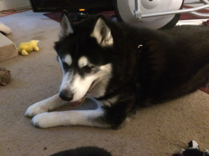 I like big mutts and I cannot lie!