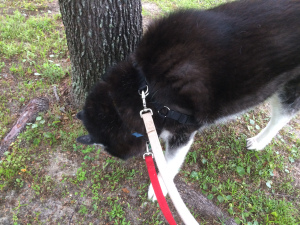 Rumpy checks out the latest news from the dog next door.